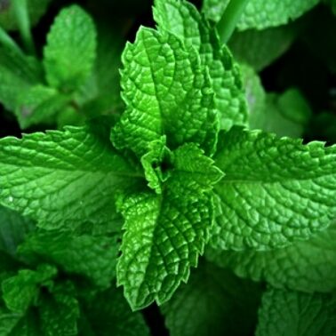 mint